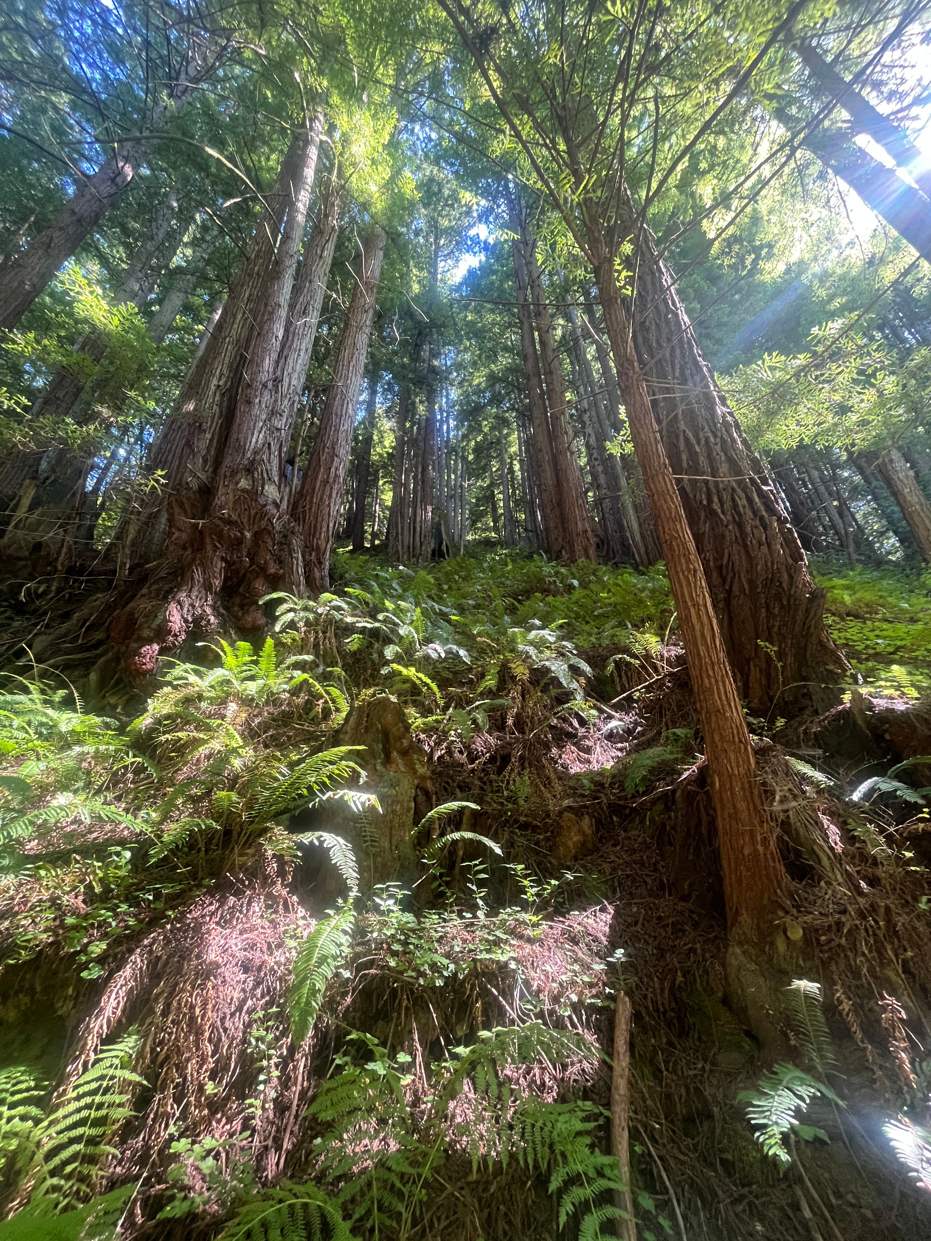 Sunlight filtering through towering redwoods above a green fern-covered forest floor