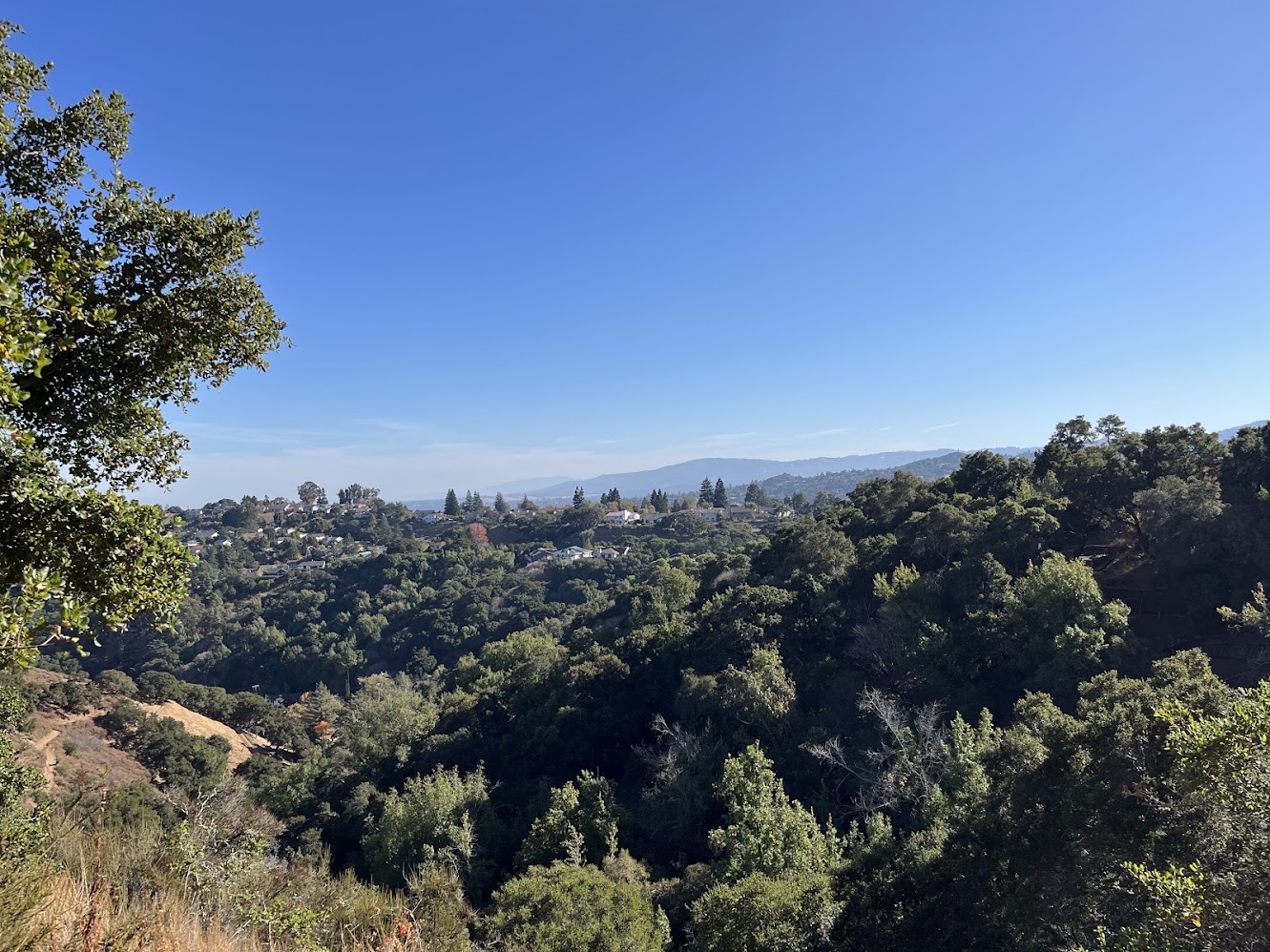 An oak woodland hillside overlooking the Silicon Valley foothills under a clear blue sky